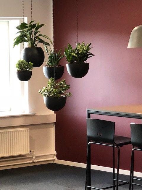 Tirsdags-tip: Hvad kan planter gøre for dig?