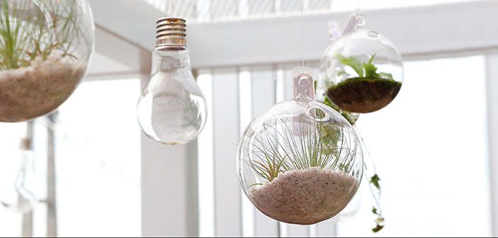 Hanging terrariums with plant in indoor environment